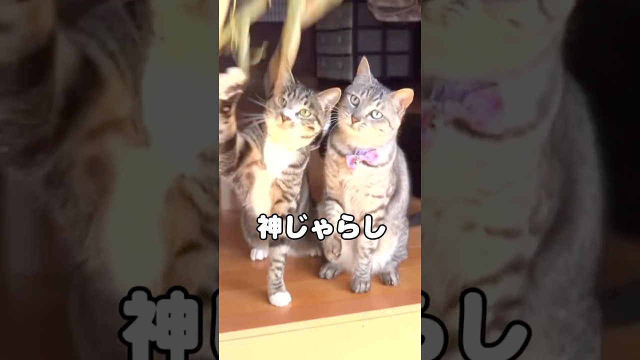 続きは👆本編へ「そのへんの草でここまで遊ぶ？」#猫 #ソラン #タイピー日記 #猫じゃらし #ショート