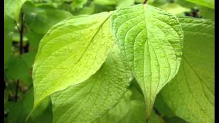 Rainywood - Whisperleaves