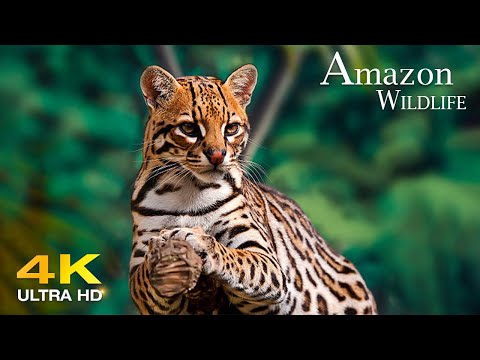 Amazon Wildlife In 4K ULTRA HD - Amazon Rainforest Jungle, Soothing healing music is good for health