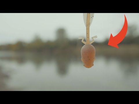 Micro TADPOLE Lure Catches BIG Fish!! (Micro Fishing)
