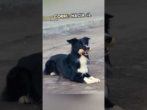 El Perro Que Nunca Se Fue… Y Nadie Entendía Por Qué 💔