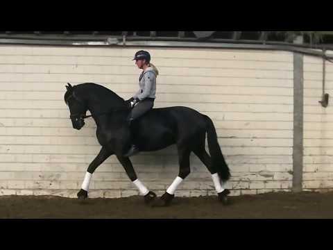 Stal Okkema's Vriez Epke x Tsjerk ster hengst