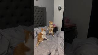 #cat #cute #catvideo #cutecat #funnyvideo #studywithmeandmycat #funny