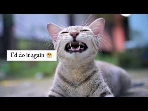 What Would Happen If Your Pets Could Talk - Think The Unthinkable - 2025