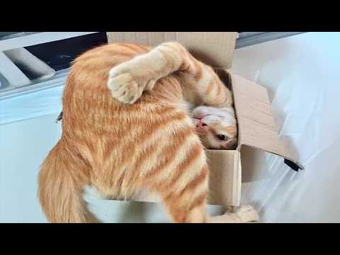 The FUNNIEST Cat Videos Around the World 2026 😂🐱 Funny Cats Life