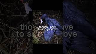 Remember Mikey #archesurus #weirdbirds