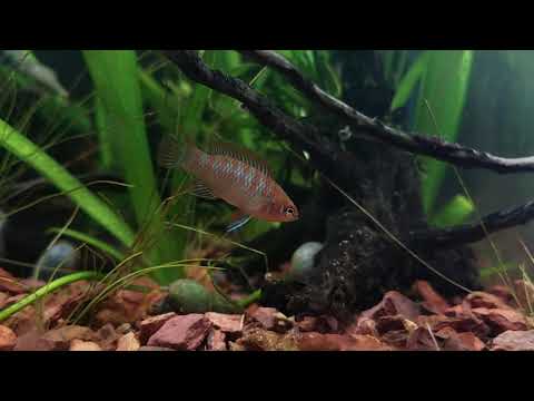 Scarlet Badis  (dario dario) Eating Live Daphnia