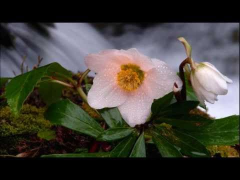 Gesu Bambino cover