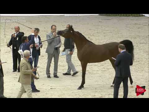 N 119 D SEENEYYAH   Sharjah International 2019