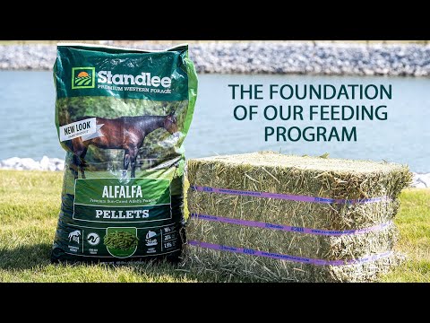The Feeding Routine at Downunder Horsemanship