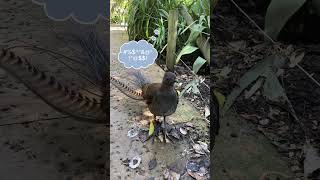Download lagu This bird doesn’t sing… it samples! 🎤🔥 #Lyrebird #animalfacts #birds #wildlife #animals #funfacts mp3