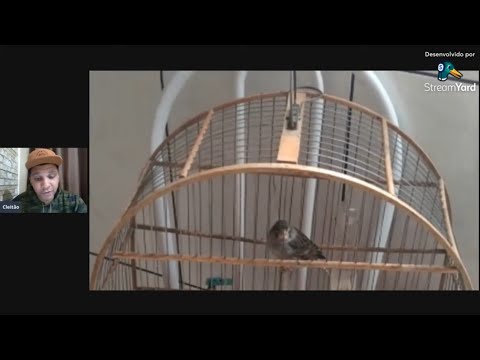 O'que fazer quando o canário está assim?