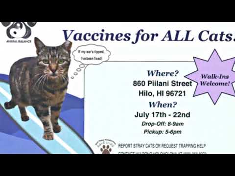 Low-cost spay & neuter options