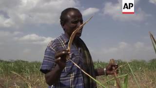 Season's harvest fails due to severe drought