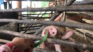 #pig #farmanimalct #funnyanimal #piggy #pigfeed #funnyfarmanimal #funnypig #animals #shortvideo