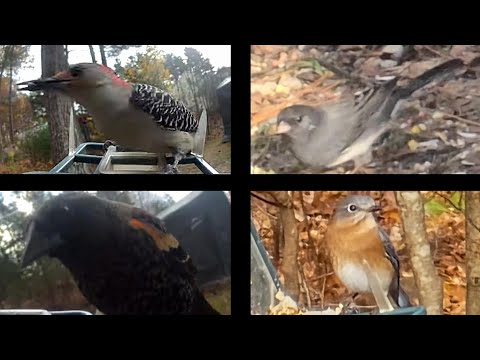 December in Massachusetts: All These Birds Showed Up!