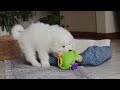 Samoyed dogs for sale: Rocky - Video 1
