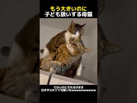 もう大きいのに子ども扱いする母猫