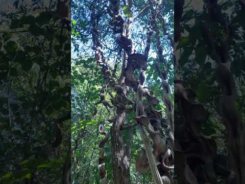 Floresta em Santa Tereza do Tocantins.