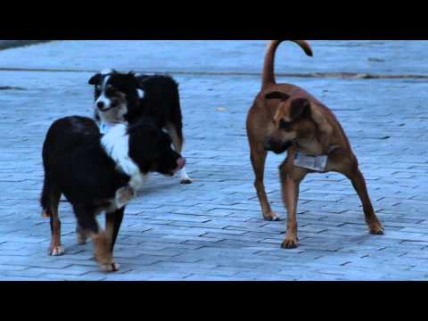 La Habana, Cuba Pt. 15: Dogs at Play