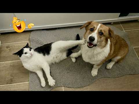 You’ll Laugh in 5 Seconds 😂🐱 Funniest Cats Compilation 2026 | Cute & Hilarious Cat Moments