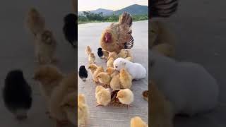 Cute Dog and Little chicks baby  Dont forget Mothe