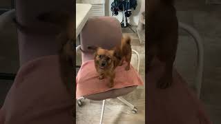 Video preview image #1 Cairn Terrier-Unknown Mix Puppy For Sale in San Diego, CA, USA