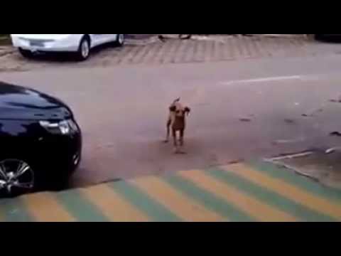 Dog dances latino when music starts