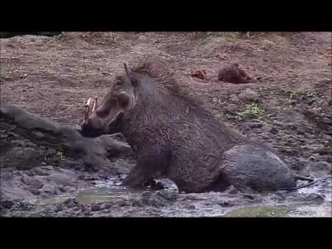 April 27- Djuma animals during and after the rain.
