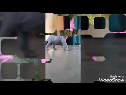 Nature always wears of the spirit...