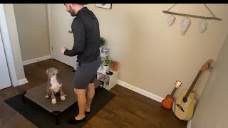 How to Train Your American Bully Puppy