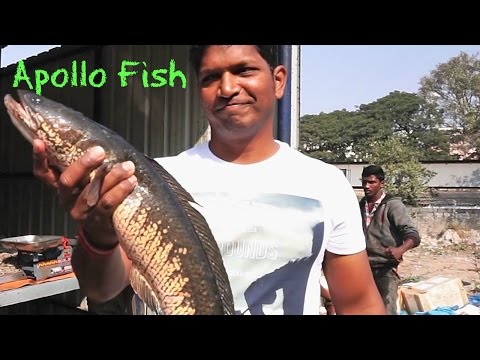 How To Cook Boneless Fish - Battered Fish Recipe - Simple Fish Recipes For Two - Apollo Fish indian