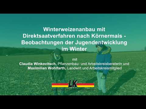 Winterweizenanbau mit Direktsaatverfahren nach Körnermais