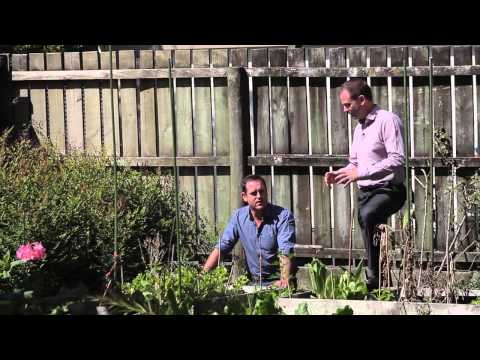 10 Mead Street, Avondale - My Perfect First Home!