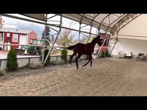 Elon ( Erdinger/ Singvogel)