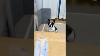 フレブルの圧力強すぎ😨