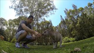 preview picture of video 'Morisset Park - Sydney (Australia) GoPro Hero 3 Black Edition'