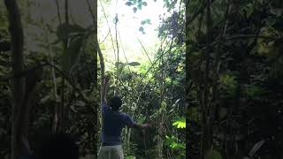 Download lagu trik jitu pikat burung tledekan alias gunung #shorts mp3