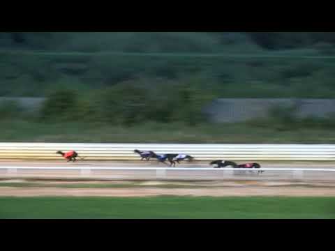 2017 WILLIAM HILL PETERBOROUGH DERBY - 1ST SEMI - T5 VIKING JIMMY