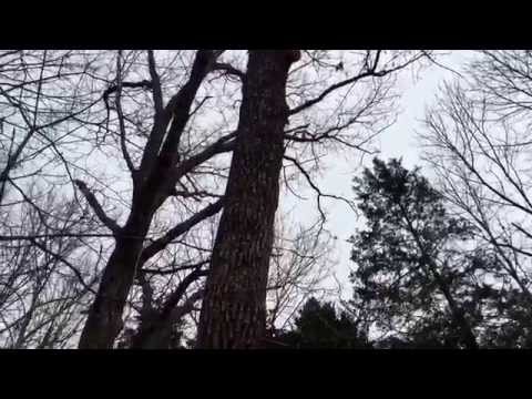 download lagu mp3 mp4 Cottonwood Poplar For Sale, download lagu Cottonwood Poplar For Sale gratis, unduh video klip Cottonwood Poplar For Sale