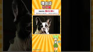 【犬種シリーズ #8】飛行機に乗れない人気犬｜フレンチ・ブルドッグ