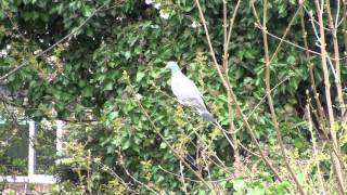 Wood Pigeon Control