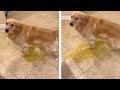 Dog Pees On Floor Because Of Rain
