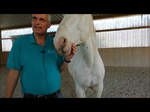 Neues von Tello (das sprechende Pferd). Heute Turniertrottel