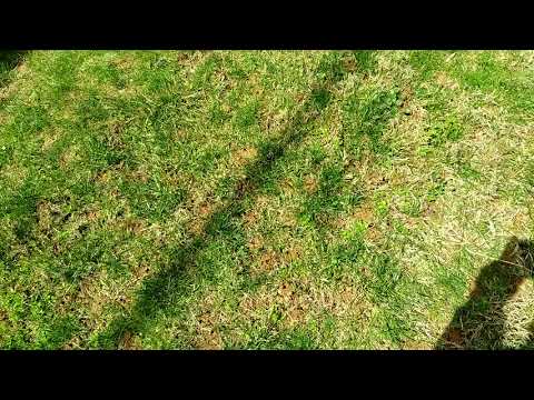 That's a Lot of Digger Bees in Holmdel, NJ