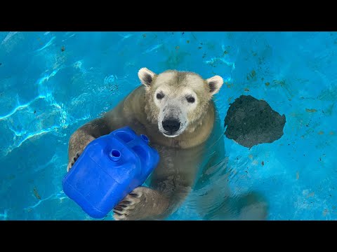  ロビンの好きな食べ物は何ですか?彼らは冬に何を食べますか？彼らが愛する6つのこと！  庭園