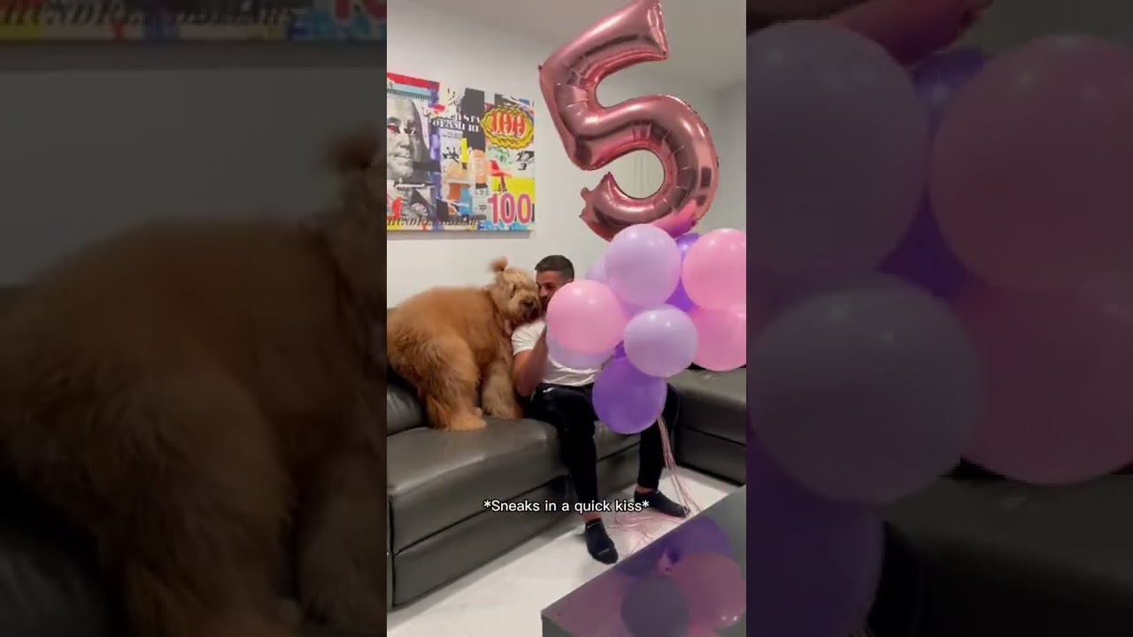 Giant dog faces fear of balloons! #dogdad #goldendoodle