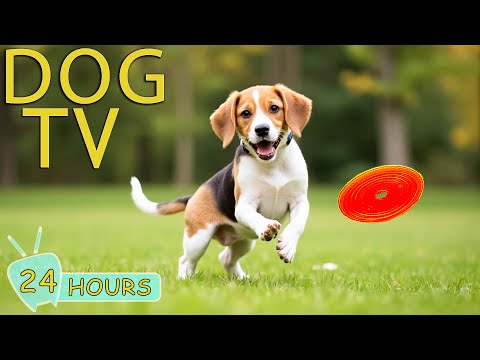 DOG TV: All-Day Entertain Videos to Dogs No Anxiety When Home Alone - Best Relax Music for Dogs