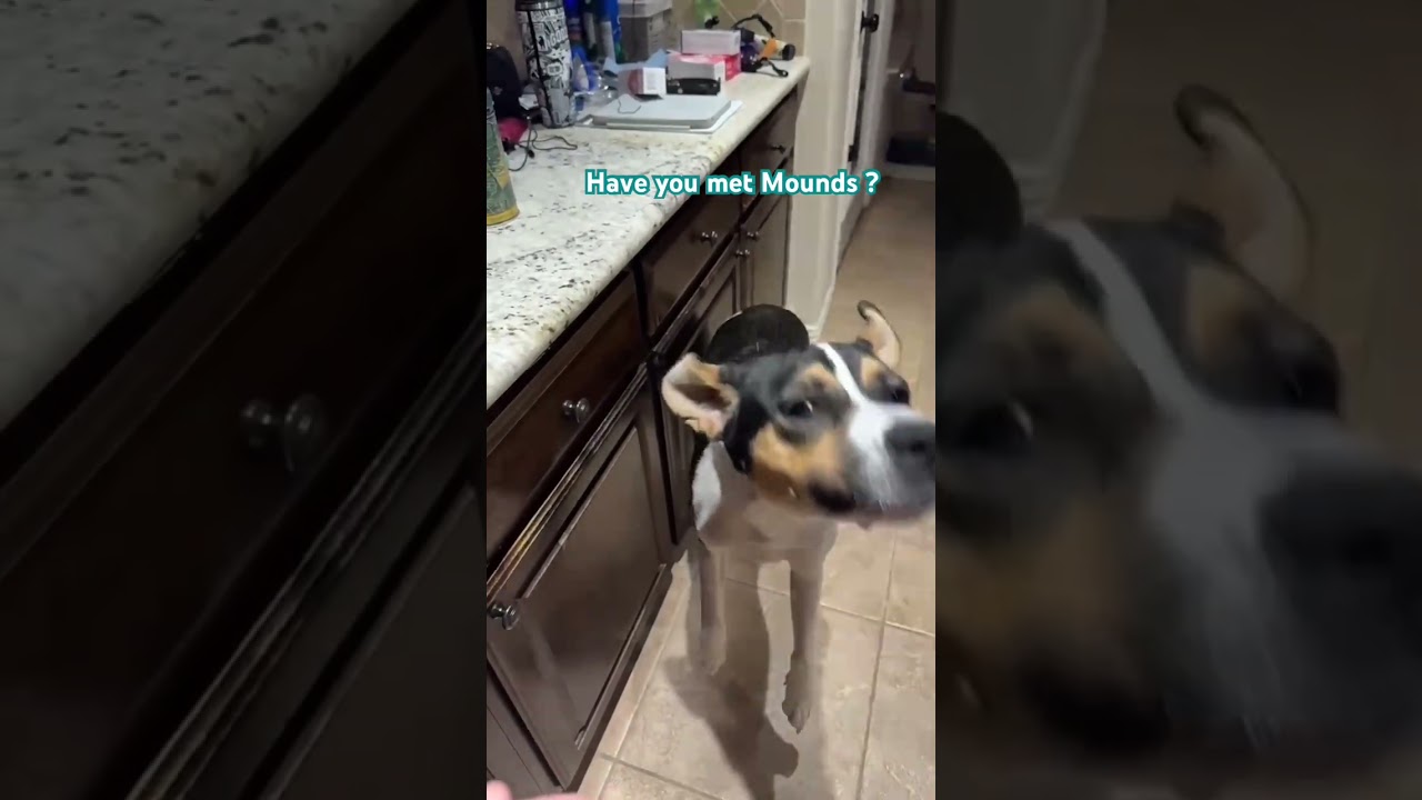 Enlarge Mounds , an adopted mixed breed in Justin, TX video 2/5