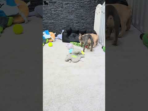 Video 5